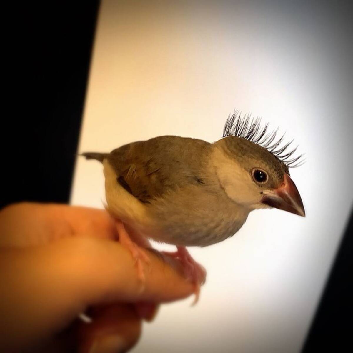 文鳥が つけまつげ で遊んだ結果 パンクですね モヒカン 19年11月9日 エキサイトニュース