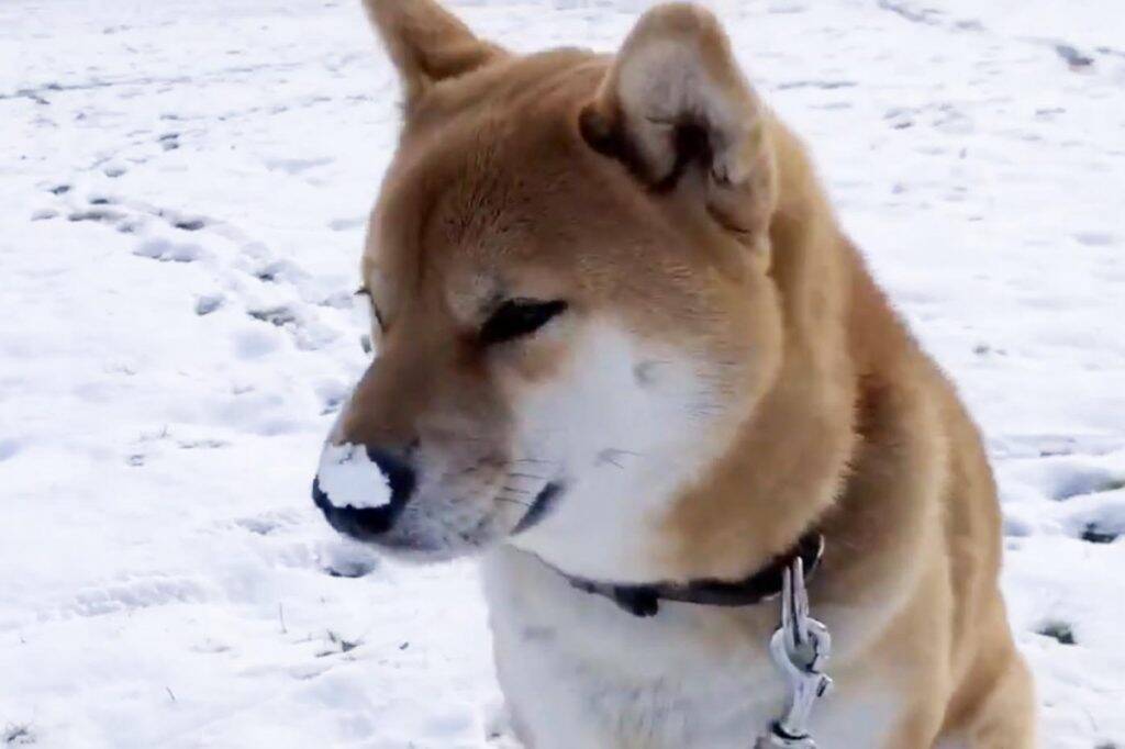 柴犬が鼻先に雪をつけたままの動画に 細かいことにこだわらない 気にならんのかなぁ の声 19年11月29日 エキサイトニュース