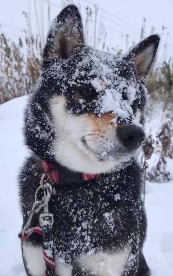 黒い柴犬が雪の中遊んだ結果 真っ白だね ダルマ出来そう 19年12月3日 エキサイトニュース