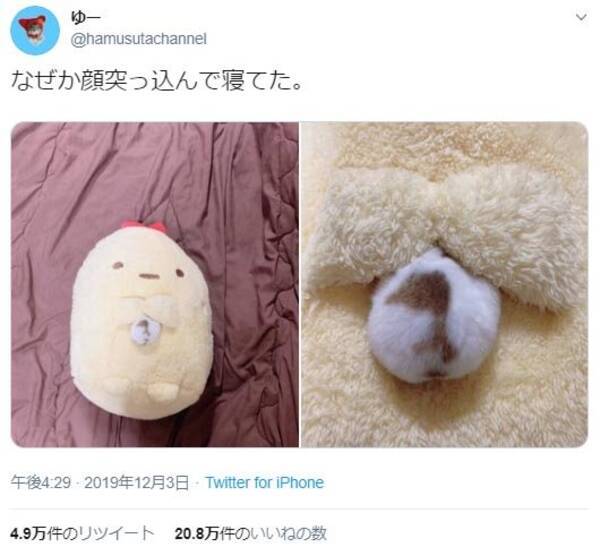 ハムスターがぬいぐるみへ 顔突っ込んで寝てた ツイート投稿に えびふらいのしっぽ 推しなんですね ラッコみたい の声 19年12月10日 エキサイトニュース