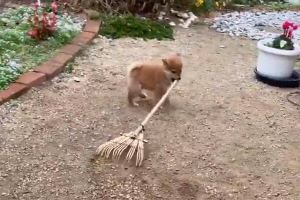 柴犬の子犬が庭掃除する動画がネットで反響 可愛い庭師ですねえ お掃除してえらい 19年12月21日 エキサイトニュース