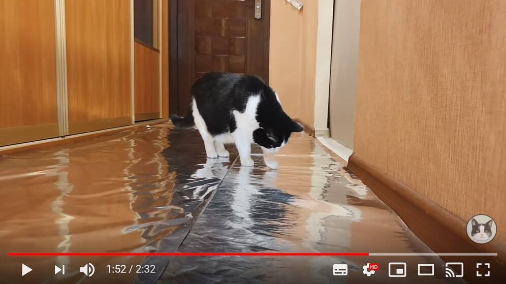 ネコはアルミホイルが嫌いと良く聞くけど 本当かどうか検証してみた 19年12月日 エキサイトニュース