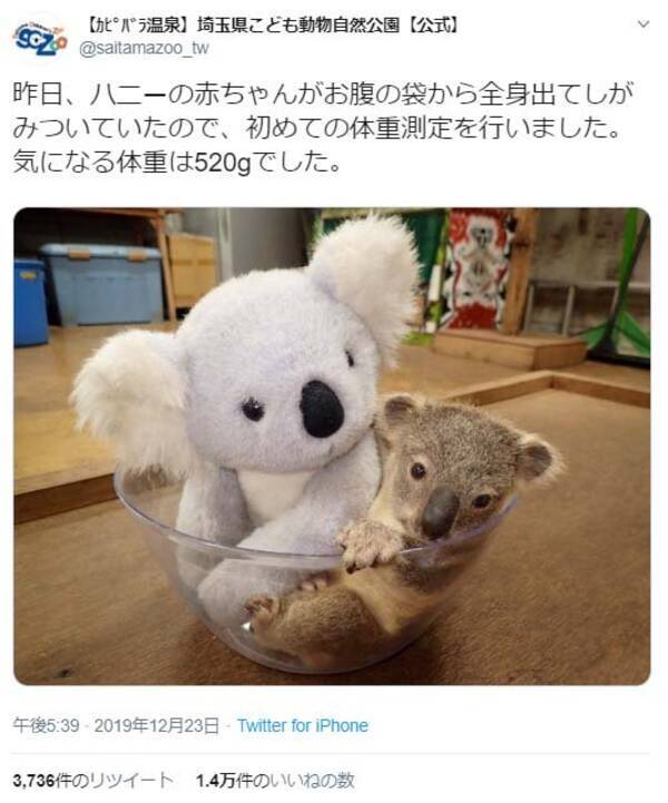 コアラの赤ちゃんの体重測定に どっちもぬいぐるみみたい の声 19年12月26日 エキサイトニュース
