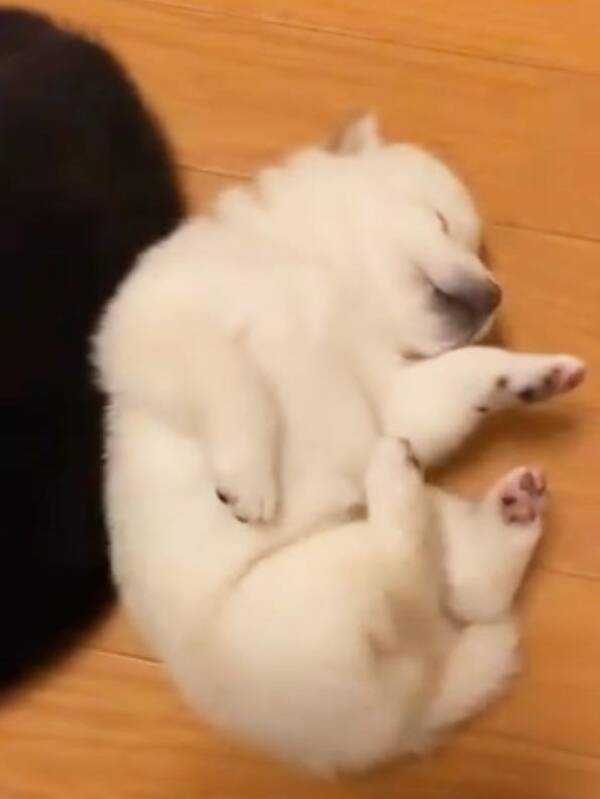 柴犬の仔犬がもぞもぞした結果 可愛すぎて破壊力 抜群 モフモフしたい 19年12月27日 エキサイトニュース