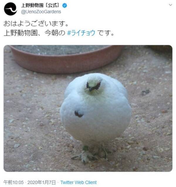 上野動物園 今朝のライチョウです ツイート投稿に まん丸まるまる でっかいカブみたい の声 年1月8日 エキサイトニュース
