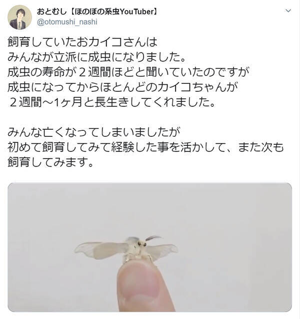 モフモフかわいい カイコ の動画がtwitterで大人気 猫みたい とても神秘的 の声 年1月9日 エキサイトニュース