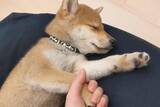 豆柴の おてて握りしめたら寝た ツイート投稿に 可愛すぎる の嵐 年1月21日 エキサイトニュース
