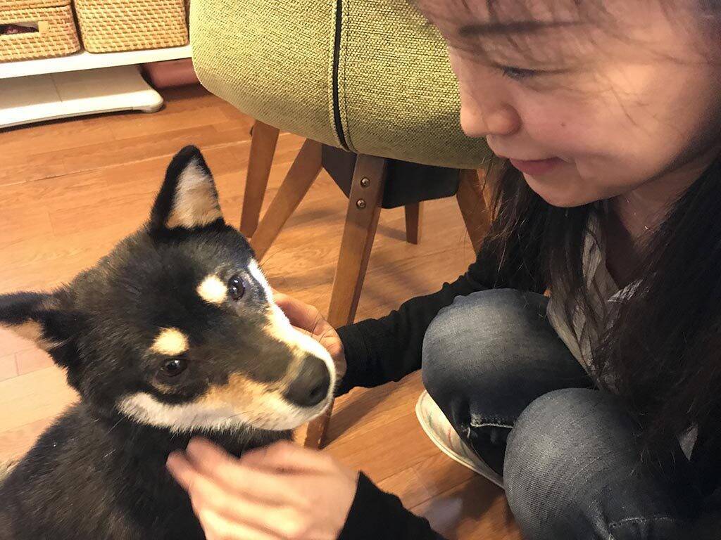 柴犬たちにメロメロ 人気柴犬アカウント 黒柴りつ さんに写真使用許諾の御礼に行ってきたぁぁあああッ 年2月1日 エキサイトニュース