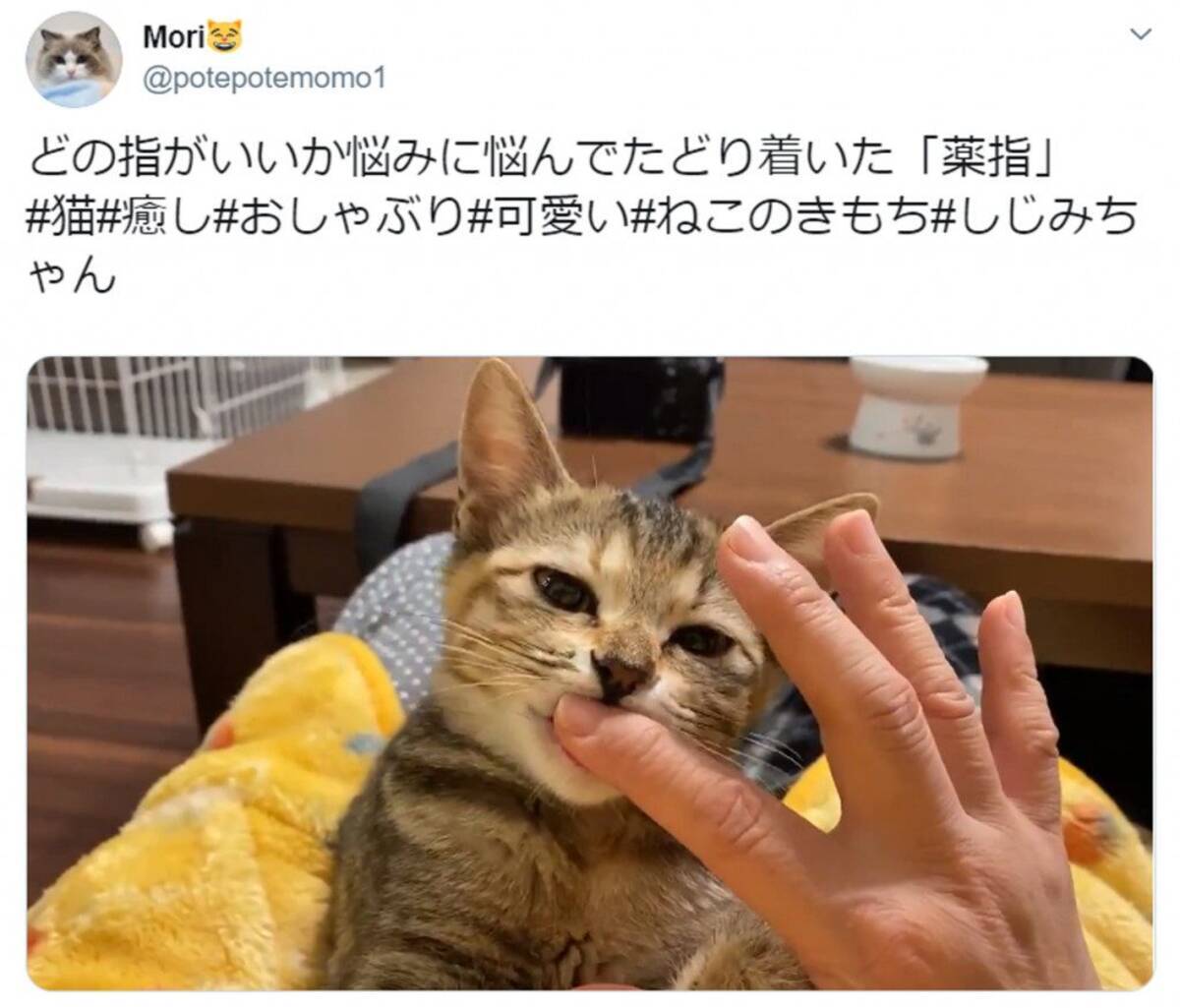 どの指がいいか悩みに悩むニャ 指をおしゃぶりする子猫が可愛すぎ 年1月29日 エキサイトニュース