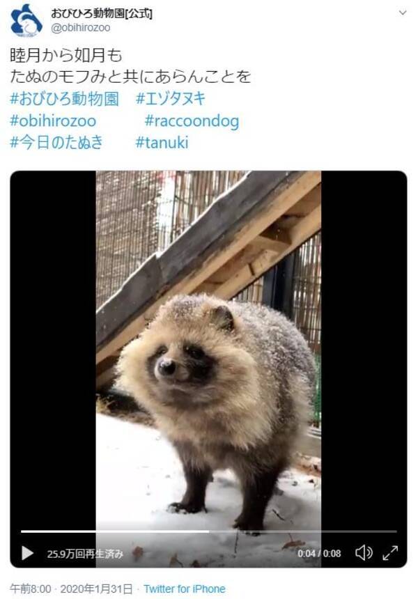 モフモフたぬきの鼻に雪が積もる おびひろ動物園公式の動画ツイートが話題に 年2月5日 エキサイトニュース