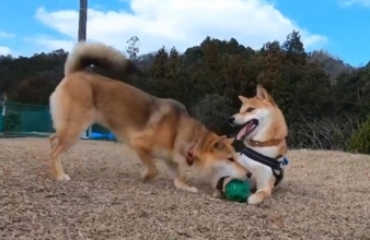 柴犬が柴犬にボールを奪われた結果→「気づくのが遅い」「それでもずっと尻尾振ってる」