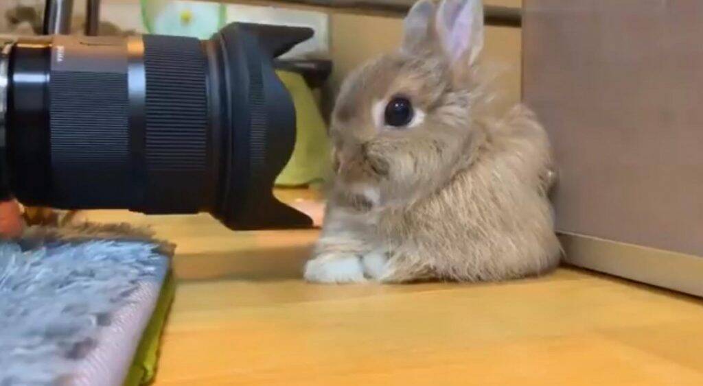 ウサギがカメラに慣れすぎた結果 どんなに近づけても逃げなくなりました 一眼レフに食べられる 年2月14日 エキサイトニュース