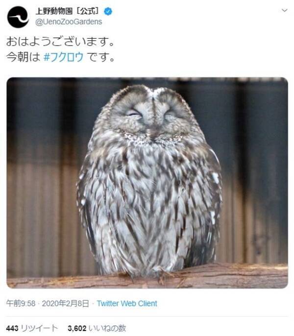 上野動物園のフクロウが おはようございます ツイート投稿に 寝る時間かなぁ 眠そう ツッコミの声も 年2月16日 エキサイトニュース