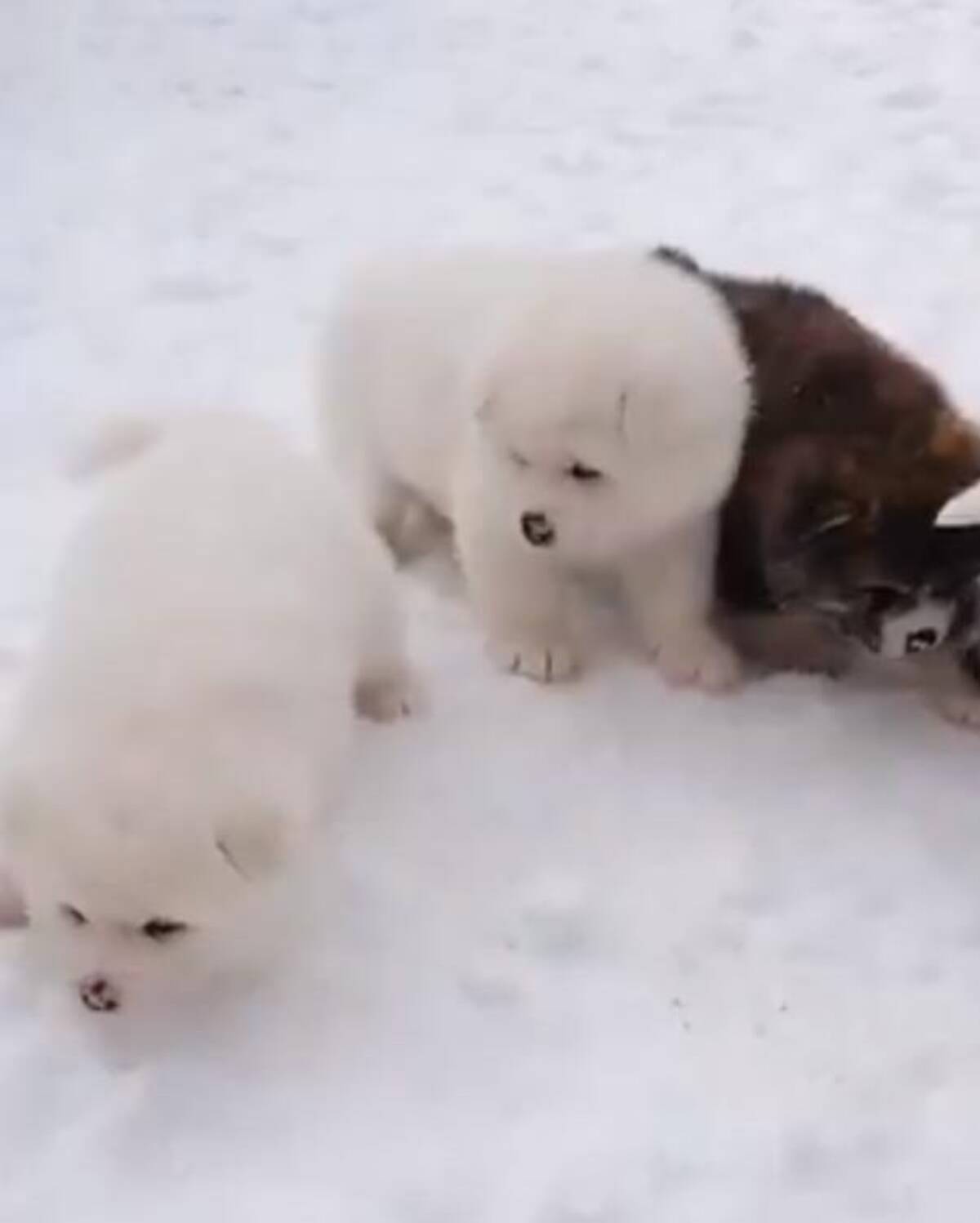 秋田犬の仔犬が雪の上で初お散歩 動画ツイートに シロクマちゃんみたい なんという可愛さ の声 年2月18日 エキサイトニュース