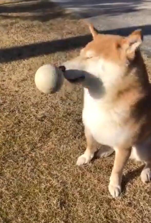 柴犬とボール遊びしようとした結果 キャッチボール途中で眠くなったのですかね ああごめんごめんごめん 年2月19日 エキサイトニュース