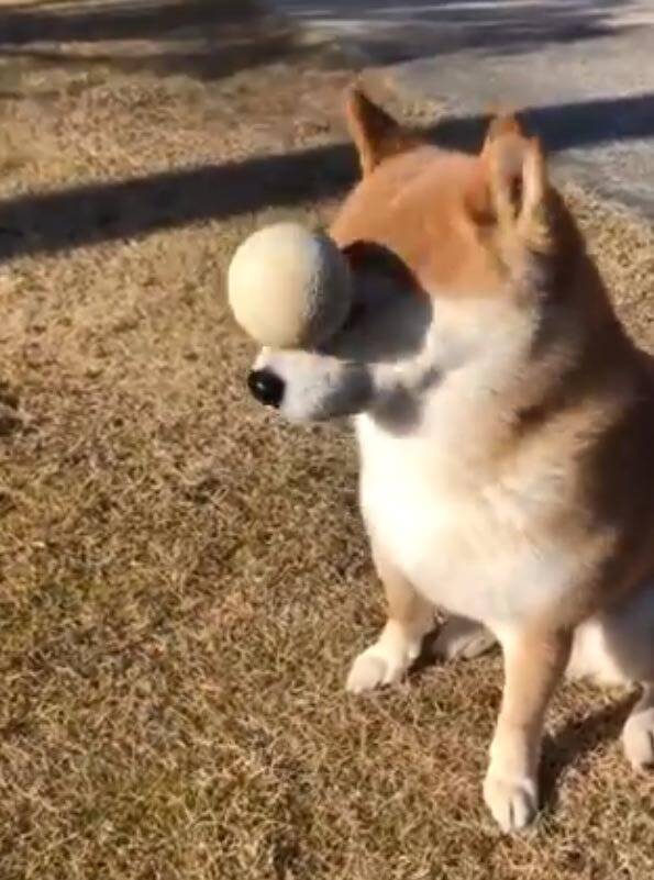 柴犬とボール遊びしようとした結果 キャッチボール途中で眠くなったのですかね ああごめんごめんごめん 年2月19日 エキサイトニュース