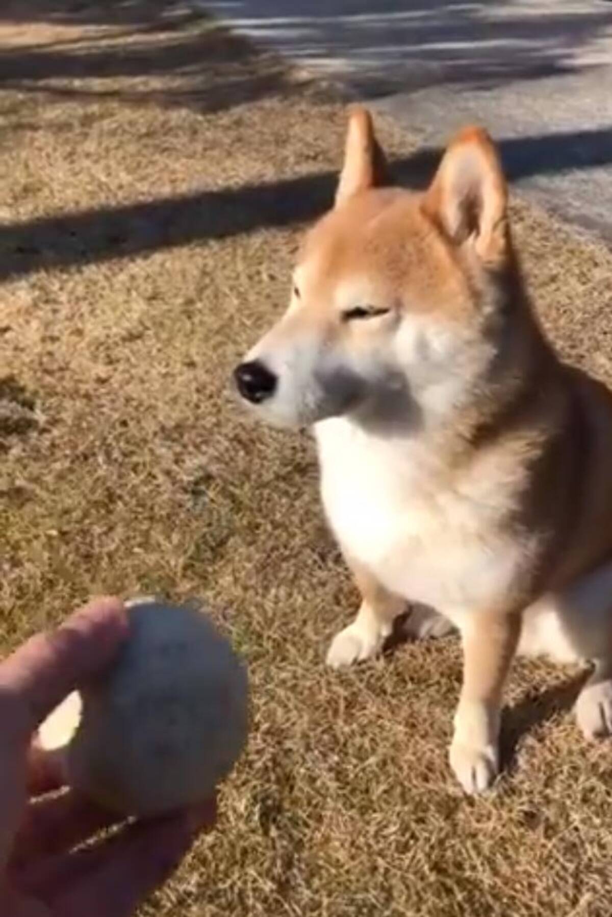 柴犬とボール遊びしようとした結果 キャッチボール途中で眠くなったのですかね ああごめんごめんごめん 年2月19日 エキサイトニュース