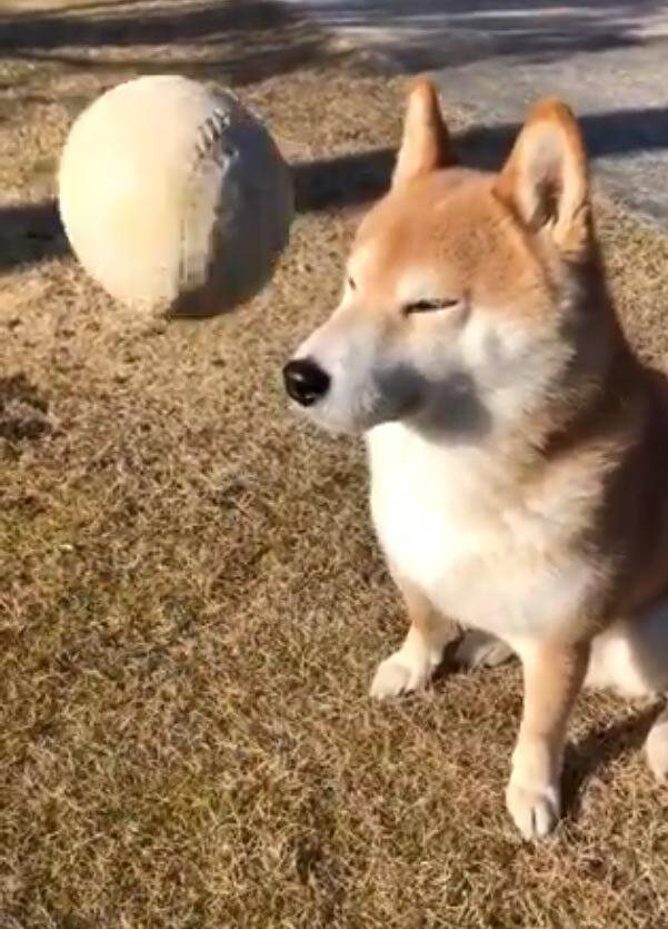 柴犬とボール遊びしようとした結果 キャッチボール途中で眠くなったのですかね ああごめんごめんごめん 年2月19日 エキサイトニュース