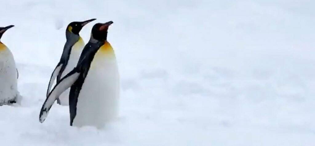 キングペンギンの赤ちゃんは何位だったでしょう 見ていて癒される旭山動物園のペンギン散歩 年3月4日 エキサイトニュース