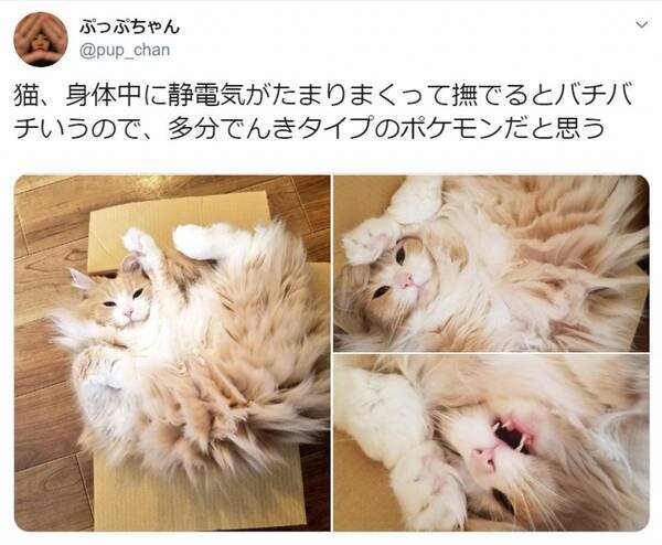 でんきタイプのポケモン 美猫写真にネット大反響 ニャンダース ニャンパチ との声 年3月8日 エキサイトニュース