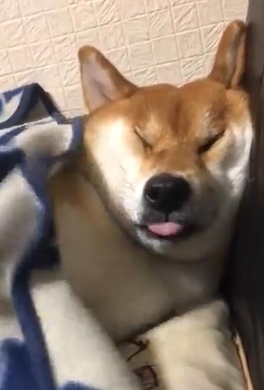 柴犬が歯磨き後に眠ってしまう動画 豪快ないびきと微動だにしない姿 スヤスヤ エキサイトニュース