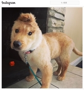 ユニコーンみたいでしょ 誕生時の緊急手術で耳を一つ失ったゴールデンレトリーバー