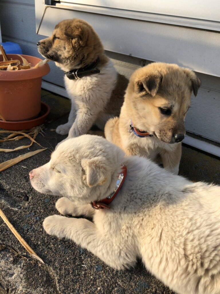 母 玄関に見知らぬ犬が3匹いた ほっこりエピソードがtwitterで話題に これも何かの縁 年3月15日 エキサイトニュース