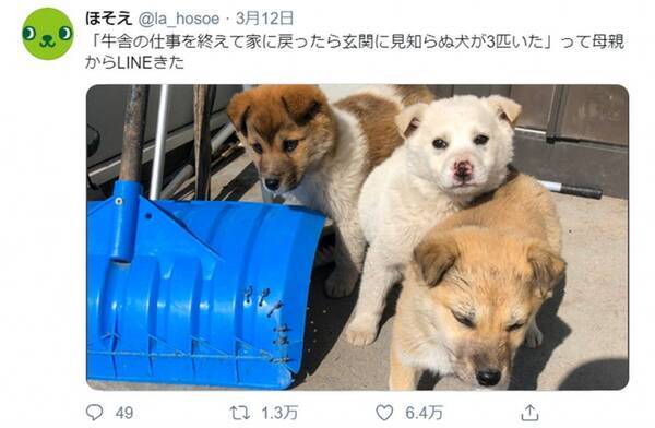 母 玄関に見知らぬ犬が3匹いた ほっこりエピソードがtwitterで話題に これも何かの縁 年3月15日 エキサイトニュース