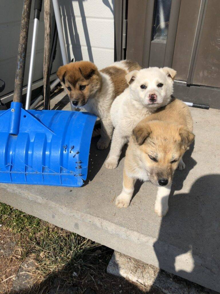母 玄関に見知らぬ犬が3匹いた ほっこりエピソードがtwitterで話題に これも何かの縁 年3月15日 エキサイトニュース