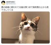 ニャンという迫力……！ 「悪の組織に飼われてる猫の顔つき」で見下ろす猫がTwitterで話題