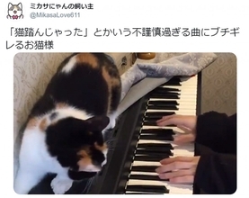 『猫ふんじゃった』にブチギレる猫がTwitterで大人気 「全猫を代表しての全力の抗議ですね」
