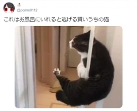 やっぱり猫って液体？ お風呂にいれると逃げるニャンコが賢すぎる