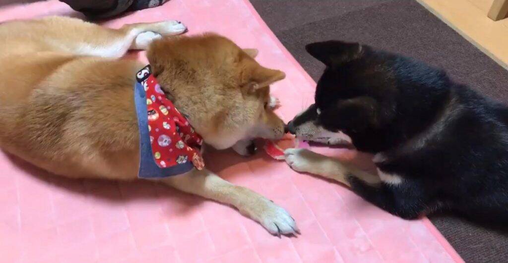 柴犬が論争する動画 両者 そのおもちゃは自分の物だと主張しております 話し合いで平和に解決しようとしてる貴重なシーン 年3月25日 エキサイトニュース
