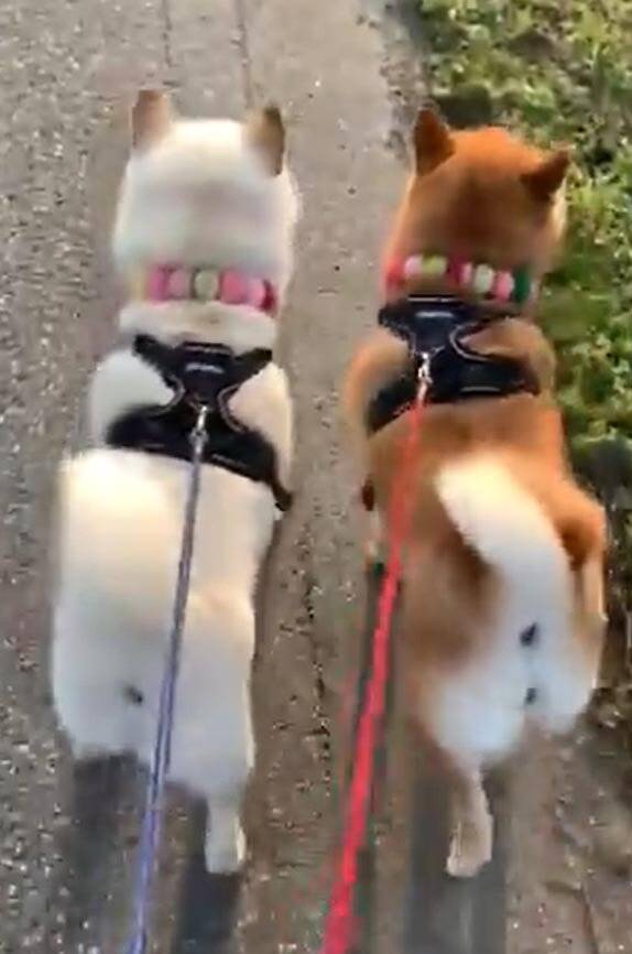 柴犬が仲良く散歩に出発する動画 可愛く並んでお尻フリフリ ダブル柴ケツ 年4月2日 エキサイトニュース