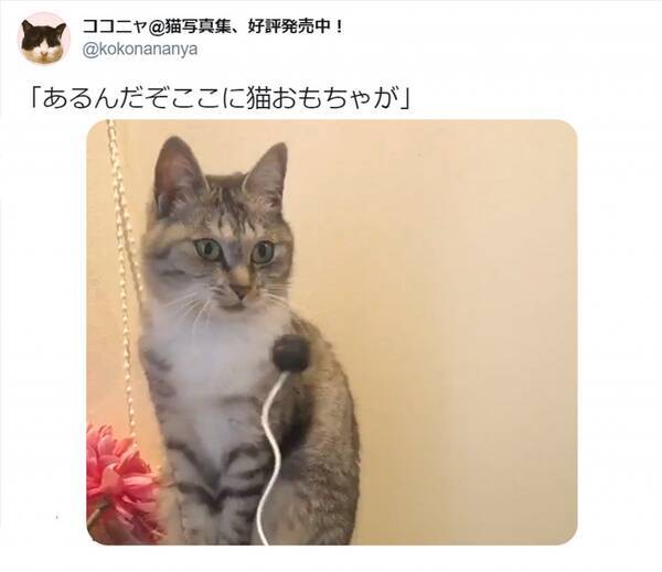 置物かな おもちゃに全く興味を示さないニャンコの動画がシュールで可愛い 年4月4日 エキサイトニュース