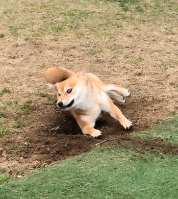 きゅうりを憎む犬のツイート投稿が話題に すごい必死な顔しとる きゅうりの残骸に大爆笑してしまいました 年7月14日 エキサイトニュース