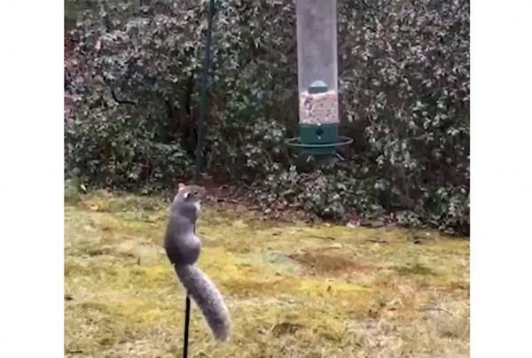 鳥の餌箱を狙う野生のリス アクロバティックな回転技が話題に 年4月12日 エキサイトニュース