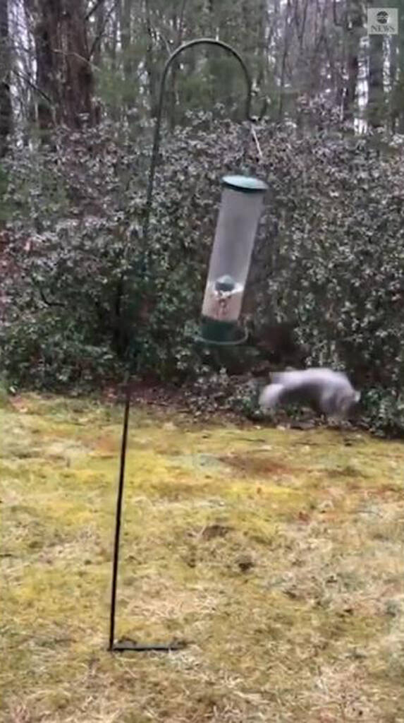鳥の餌箱を狙う野生のリス……アクロバティックな回転技が話題に