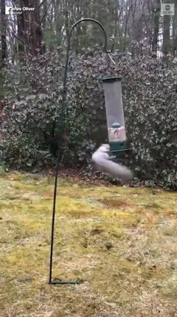 鳥の餌箱を狙う野生のリス……アクロバティックな回転技が話題に