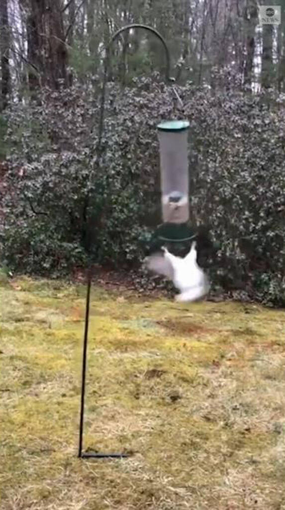 鳥の餌箱を狙う野生のリス……アクロバティックな回転技が話題に