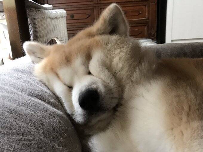 秋田犬が寝始めた結果 潰れ感がすごい まぶたって縦に閉じるんでしたっけ 年4月15日 エキサイトニュース