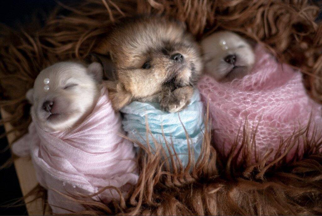 これは反則 生まれたてのポメラニアンの子犬たちが天使すぎる 年4月19日 エキサイトニュース