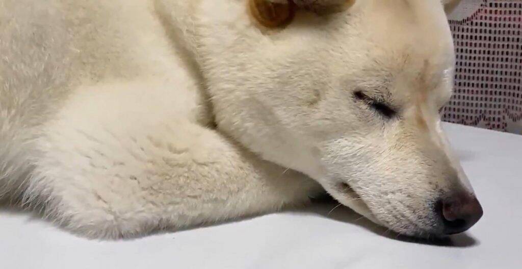 白い柴犬がうたた寝した結果 仕事で疲れてデスクで居眠りしちゃったol こんな体勢で寝るワンコ 初めて見た 年4月21日 エキサイトニュース