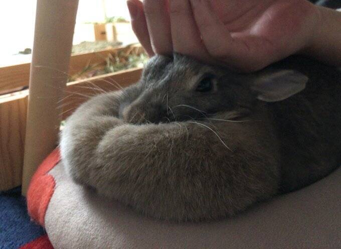 うさぎが寝落ちた飼い主につぶされた結果 なんて立派なマフマフなんだ もちもちもちもち 年4月25日 エキサイトニュース