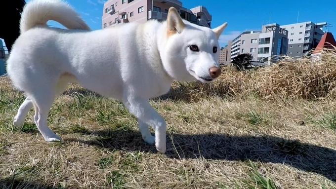 柴犬の 逆立ちおトイレ 見たことある 散歩で会ったら素通り不可避 アクロバティックで感嘆するレベル 動画 21年3月2日 エキサイトニュース