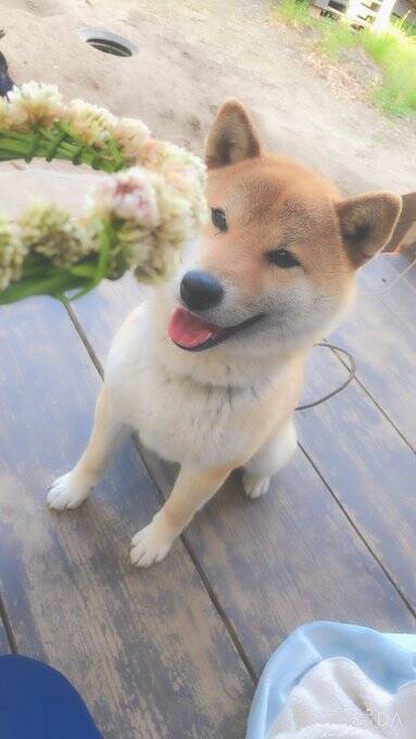 柴犬に花冠を作った結果 秒で破壊 おやつかとかぶりついたらおいしくなかった て顔 年5月4日 エキサイトニュース