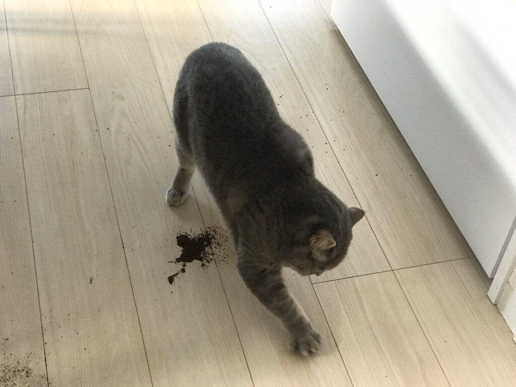 猫の手を借りるってこういうことか……! お手伝いにすかさず駆けつけるニャンコが話題に