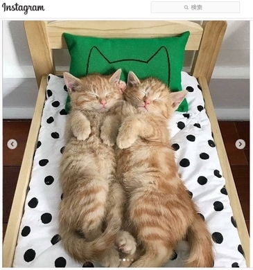 Ikeaさん これはずるいよ 2499円の ぬいぐるみ用ベッド が癒やしの暴力だった 21年6月1日 エキサイトニュース