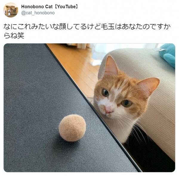 自分の 分身 を見つめる猫の表情がかわいすぎ 見事なボールですね 一瞬きなこ餅に見えました との声 年5月14日 エキサイトニュース