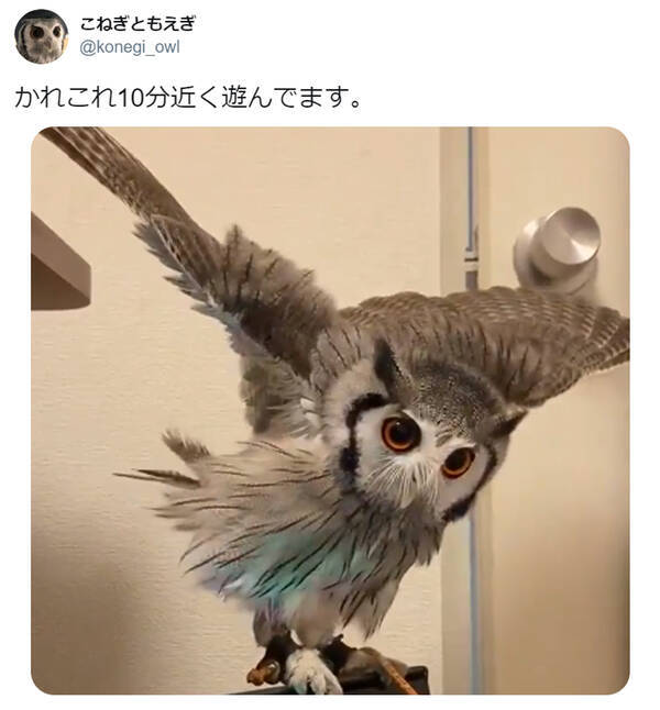 まるでmv 全身で風を感じるフクロウのキュートな動画が大人気 空飛んでる感覚なのかな 2020年5月19日 エキサイトニュース